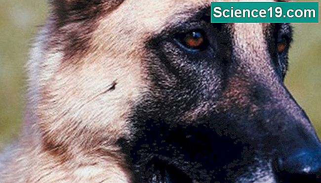 Tyske hyrder, standardpoodler og labrador retrievere har en fremragende lugtesans.