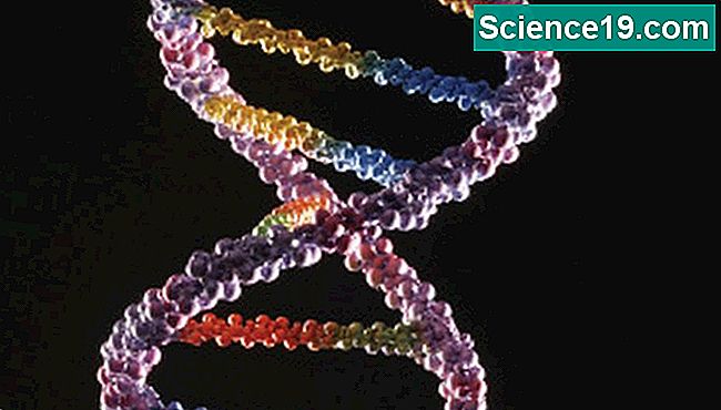 A função do DNA envolve biologia, química e física.