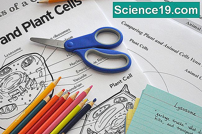 4 학년을위한 식물 및 동물 세포 활동 과학 인기있는 멀티미디어 포털 2021