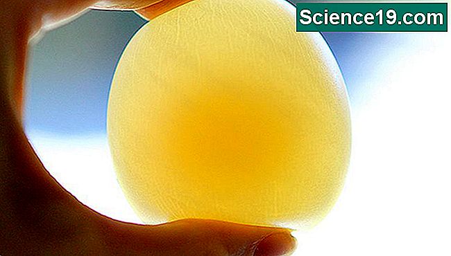 Zu Hause Wissenschaft: Nacktes Ei-Experiment 💫 