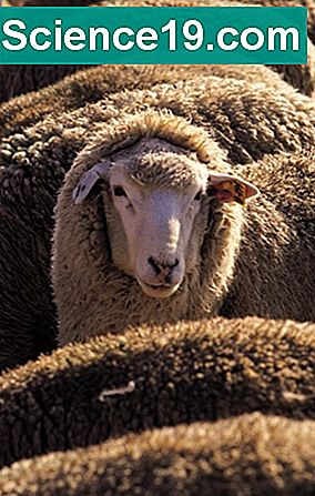 Como se esconder de ovelhas