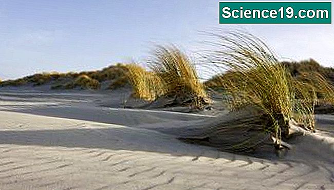 風は砂浜の波紋を作ります。