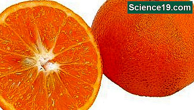 오렌지를 사용하여 시작 분수를 가르칩니다.
