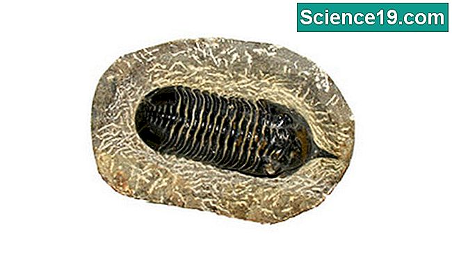 Os fósseis se formam de cinco maneiras diferentes.