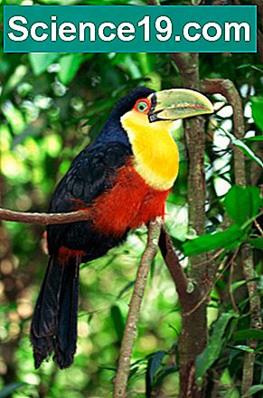 Animali e piante nella foresta pluviale centroamericana