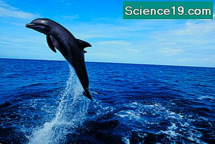 La Differenza Tra Il Pesce Dei Delfini E Il Delfino Portale Scientifico E Popolare Multimediale 21