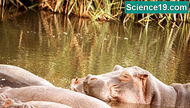 L'hippopotame reste frais dans l'eau douce du soleil intense et de la chaleur.