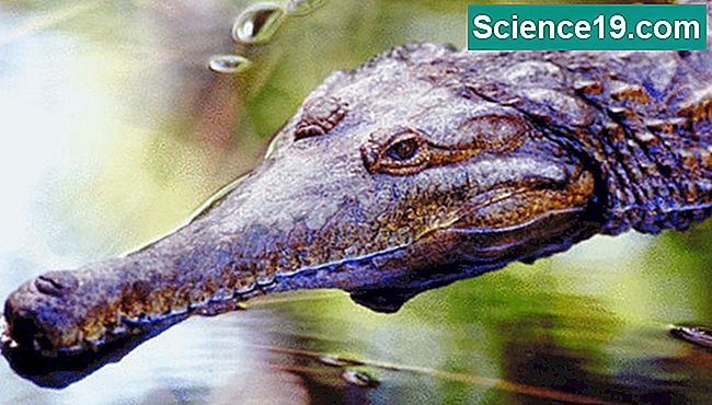 Le crocodile américain chasse des proies en eau douce.