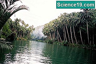 アマゾン熱帯雨林の絶滅の動物 科学人気のマルチメディア ポータル 21