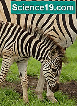 Fatos sobre bebês zebra