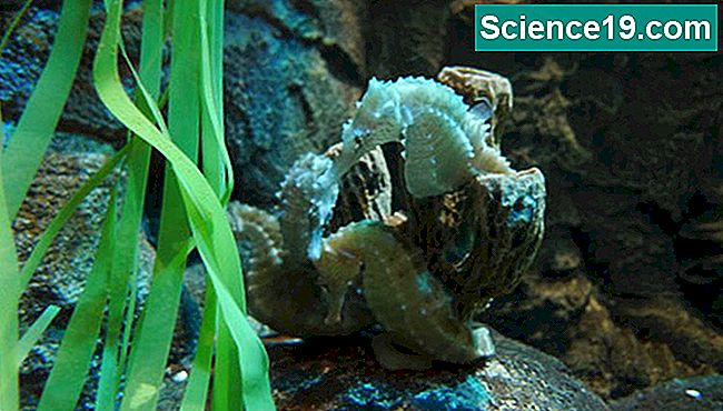 Som andre fisk, puster seahorses med gjær.