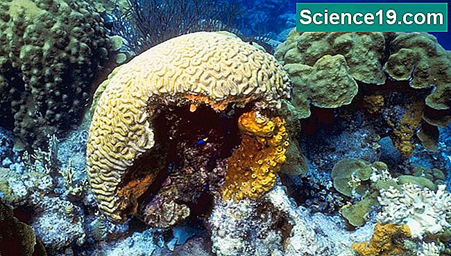 éponge de mer sous-marine