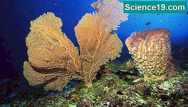 L'éponge de mer respire par diffusion à travers chaque membrane cellulaire.