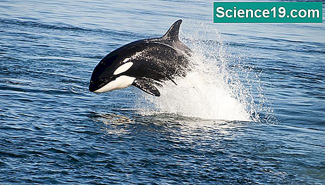 Uma baleia assassina quebrando a superfície do oceano.