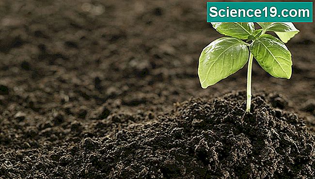土砂が生態系にどのような影響を与えますか？