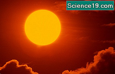 어떻게 태양이 생태계에 영향을 미칩니 까?