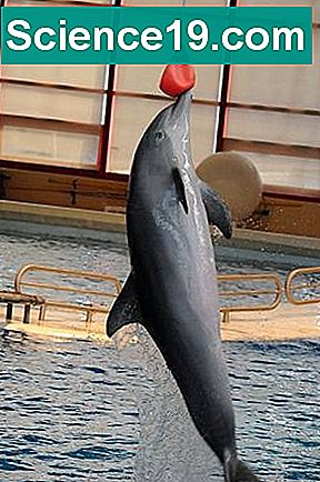Hvor høy kan delfiner hoppe?