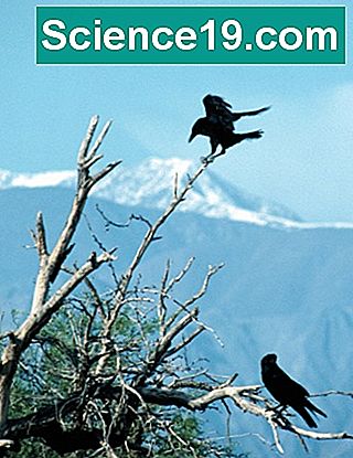 Como identificar uma pena de corvo