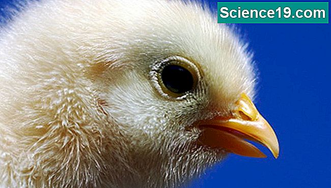 Hakk dine egne kyllinger med en hjemmelaget inkubator.