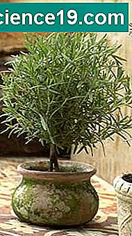Como fazer um topiary de alecrim