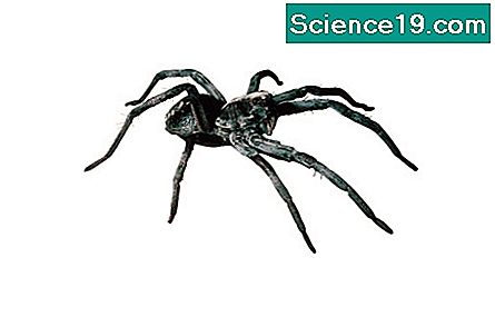 インディアナ州で発見された大型クモ