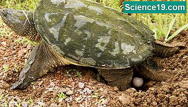 Una tartaruga che depone le uova.