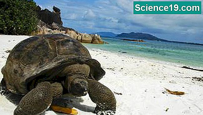 Le tartarughe terrestri giganti possono vivere per oltre 100 anni.