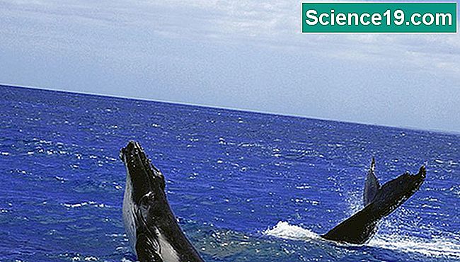 Durée De Vie D Une Baleine Cycle de vie d'une baleine 💫 Portail Multimédia Scientifique Et