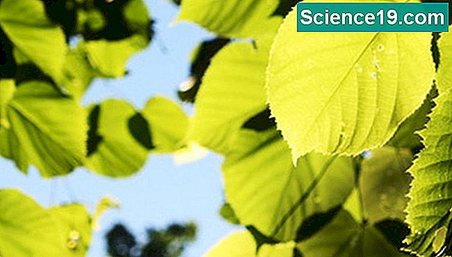 Wissenschaftliche Experimente geben den Schülern die Möglichkeit, die Photosynthese mitzuerleben.