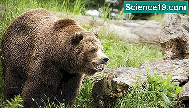 Ursos pardos são grandes, mas podem correr muito rápido quando ameaçados.