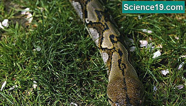 Netzpythons sind eine der längsten Schlangen der Welt.