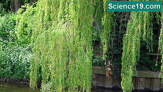 Racines Du Saule Pleureur