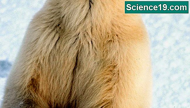 Vorschulkinder lieben es, durch praktische wissenschaftliche Experimente etwas über Eisbären zu lernen.
