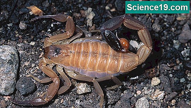 Alguns dos menores escorpiões são os mais perigosos.