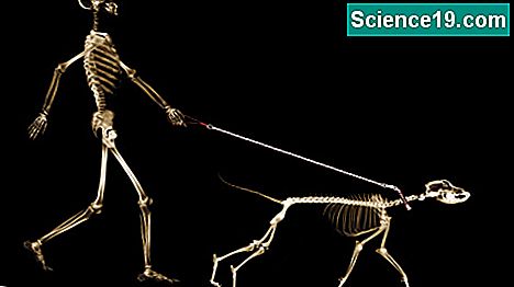 Il sistema scheletrico dei mammiferi