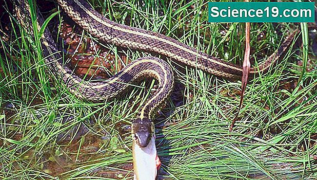Molti serpenti, compresi i serpenti giarrettiera, vanno in letargo.