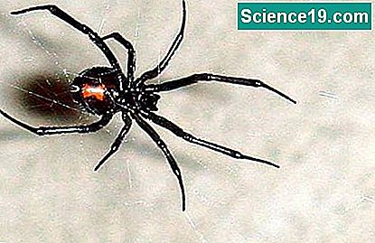 Typer giftige edderkopper