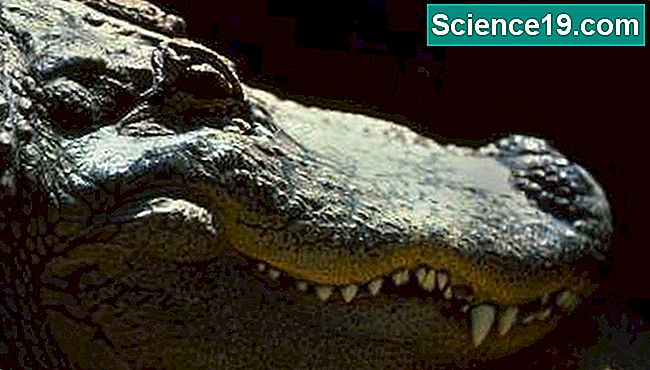 ¿Cuáles son las diferencias y similitudes entre mamíferos y reptiles? 💫