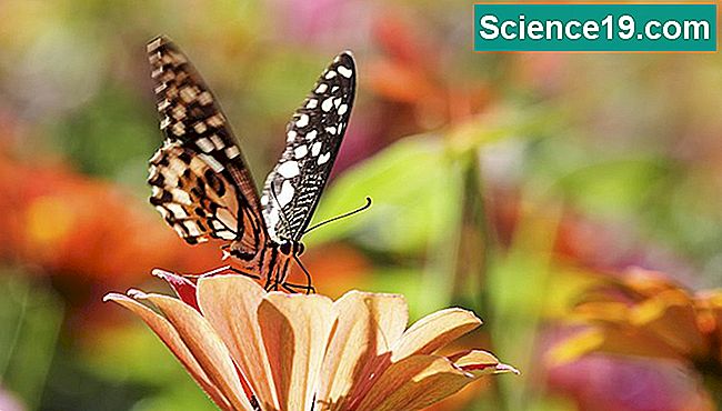 ¿Qué hacen las mariposas por el medio ambiente? 💫 Portal Multimedia ...