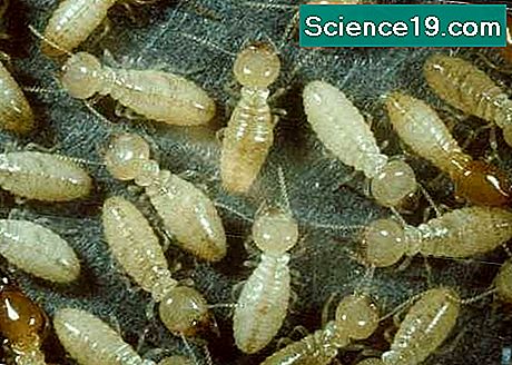 Che aspetto hanno le termiti?