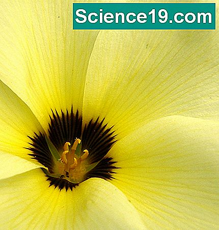 Hva er Pollen-levedyktighet?