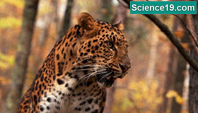 Les léopards de l'Amour sont en danger critique.