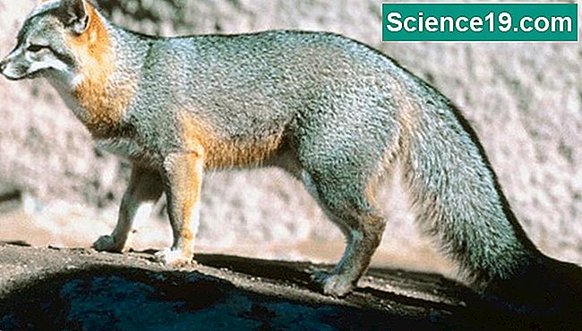 Le renard gris est la seule espèce de renard originaire de l'Ohio.