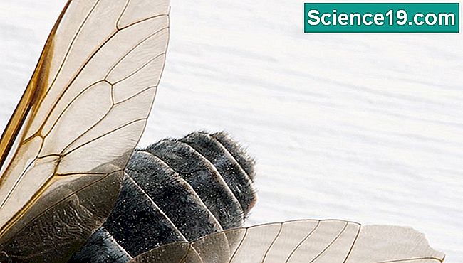 Warum Sind Libellen Wichtig Wissenschaftliches Und Beliebtes