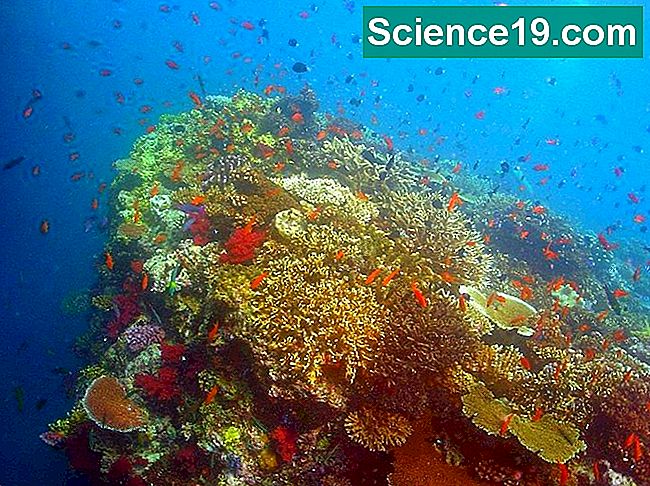 Por que os recifes de coral vêm em muitas cores
