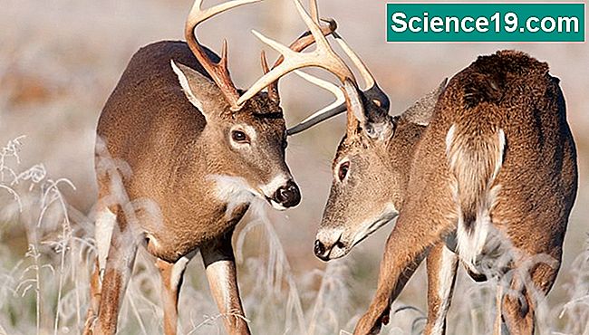 how-soon-do-male-deer-grow-antlers-sciencing