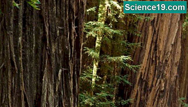 Redwoods können Höhen über 300 Fuß erreichen.