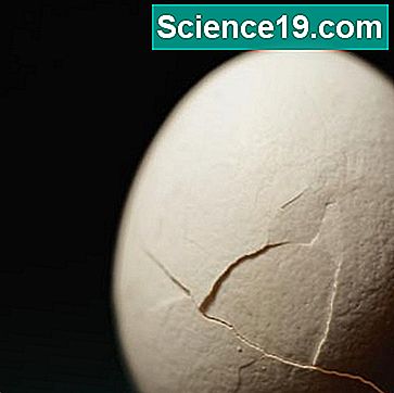 Hvordan hindrer bomullsballer et egg fra å bryte?