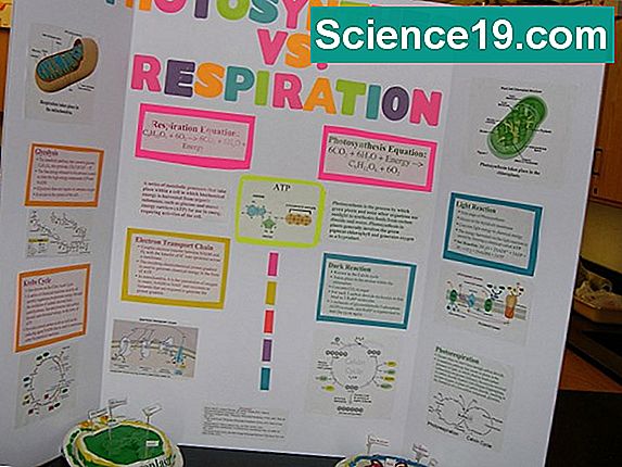 Cell Respiration Lab Ideer 💫 Videnskabelig Og Populære Multimedie ...