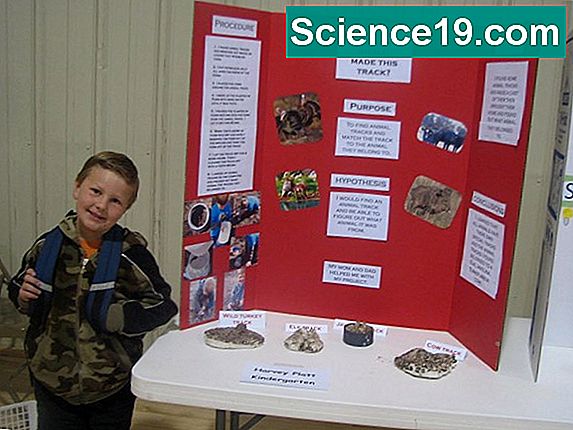 Animal Behavior Science Fair Projekt Idéer